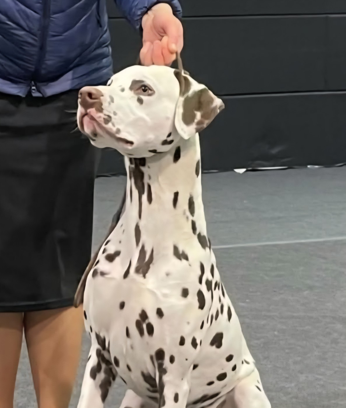 CH. ZUCCHERO CANDITO  of the living spots