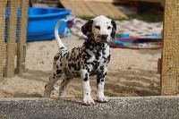 CHIOT
